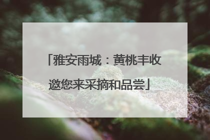 雅安雨城：黄桃丰收 邀您来采摘和品尝