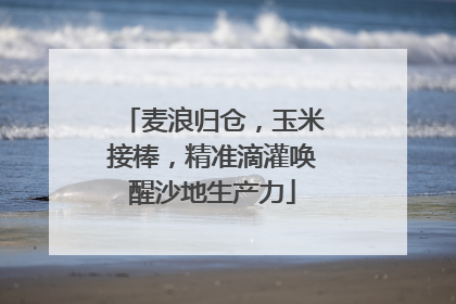 麦浪归仓，玉米接棒，精准滴灌唤醒沙地生产力
