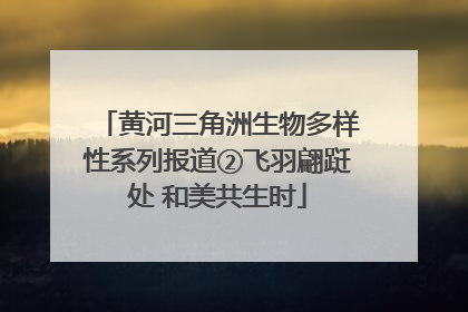 黄河三角洲生物多样性系列报道②飞羽翩跹处 和美共生时