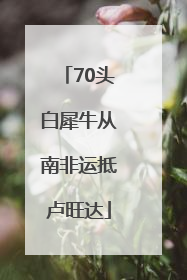 70头白犀牛从南非运抵卢旺达